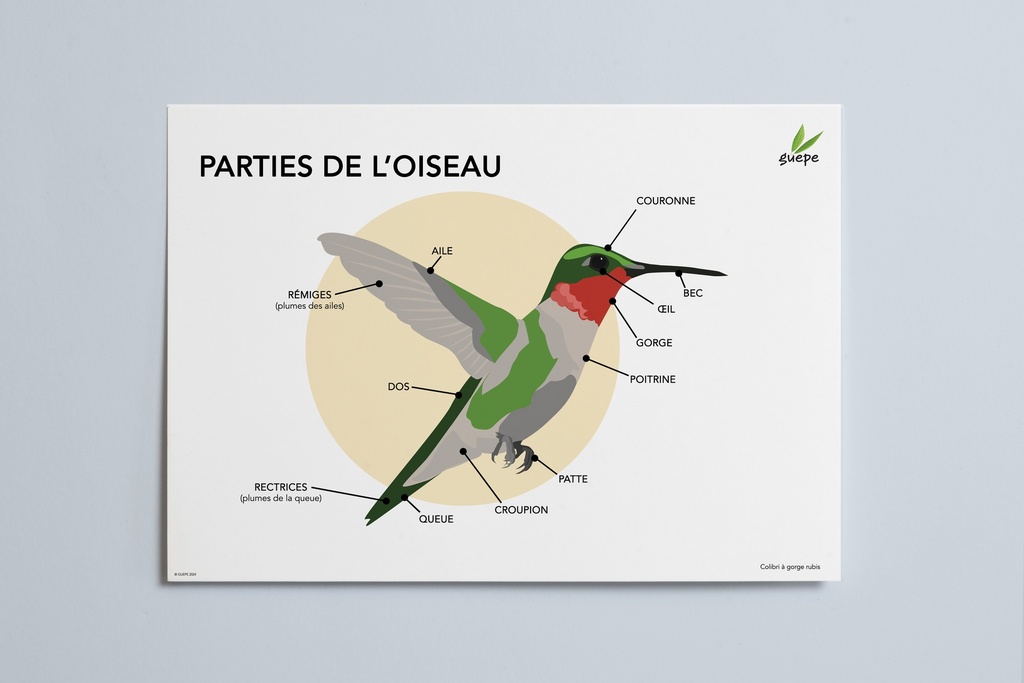 Educative Poster (PDF file, in french only) : Les parties de l'oiseau